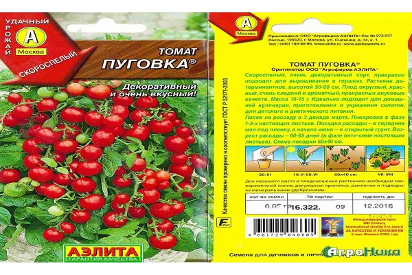 Tomate wird nicht krank