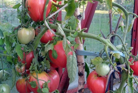 la fierté de la grand-mère dans le jardin