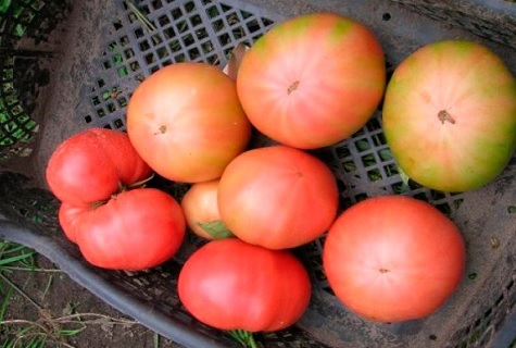 le vent dans le panier