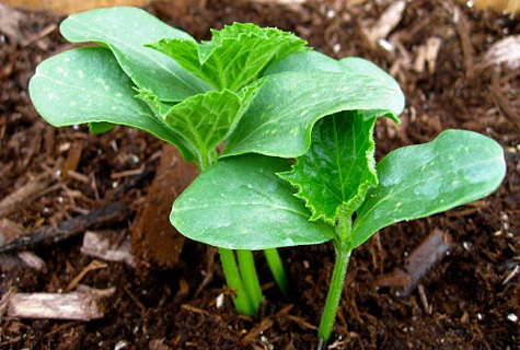 top dressing on the ground