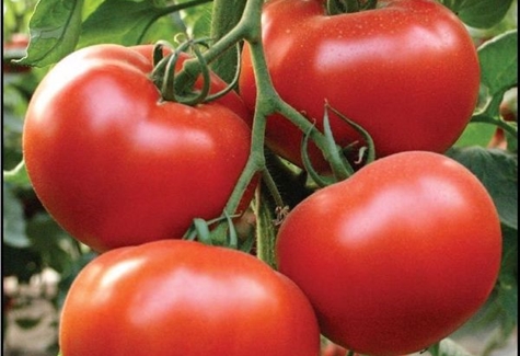 variété de tomate Alamin F1