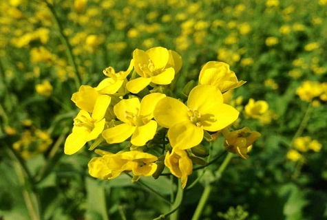 Raps ist nicht skurril