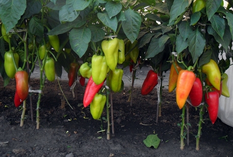 Paprika auf freiem Feld