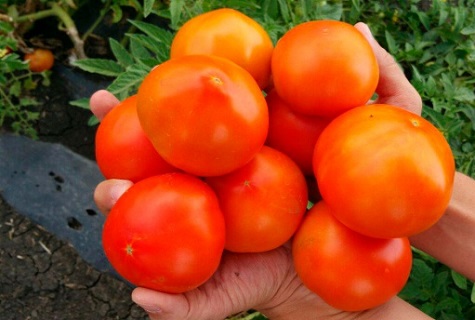 légumes instinctifs