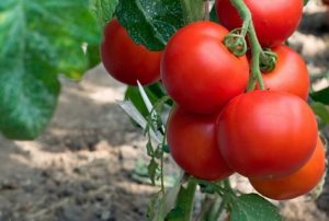 Die besten Sorten von Cluster-Tomaten für Gewächshäuser und Freiflächen