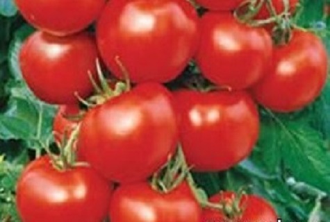 neblige Tomaten