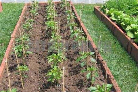 poivre dans la serre