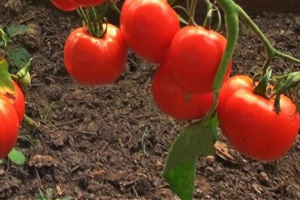 forme ronde et plate