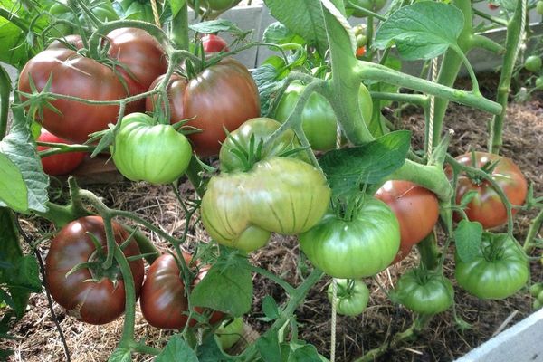 Tomates de serre