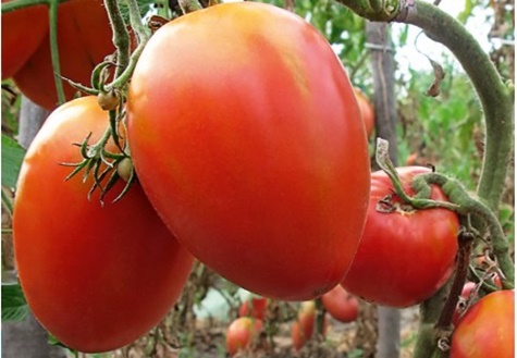 arbustes de tomates princesse