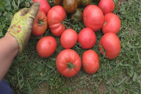 main aux tomates