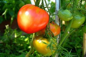 Description et rendement de la variété de tomates Danko