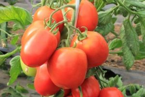 Description et caractéristiques de la variété de tomate Douceur des enfants, son rendement