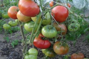 Caractéristiques et description de la variété de tomate Champion EM, rendement