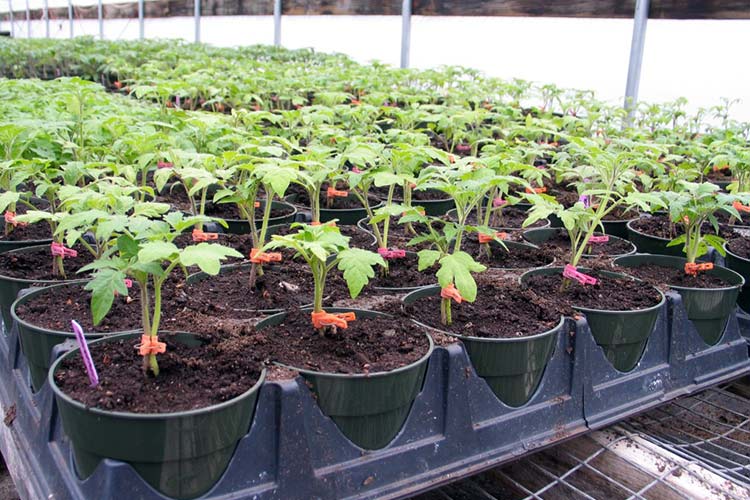 Les plants de tomates dans une serre