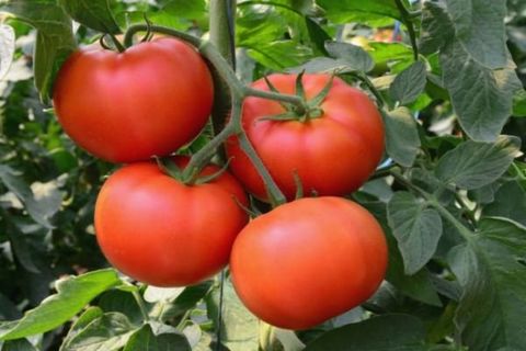 arrosage des tomates