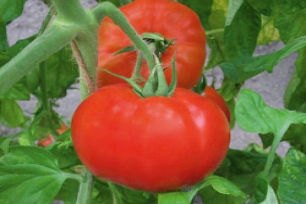 polonaise aux tomates