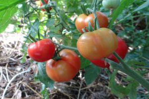 Caractéristiques de la tomate Sakhaline et description de la variété