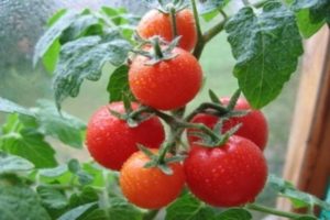 Description de la variété de tomate Severenok et de ses caractéristiques
