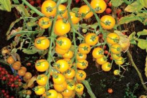 Caractéristiques et description de la variété de tomate Cerise jaune (dorée)