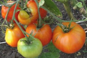 Description et caractéristiques de la variété de tomate Kurnosik