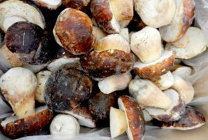 Wie kann man Milchpilze für den Winter zu Hause einfrieren?