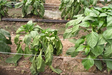 the leaves have dropped