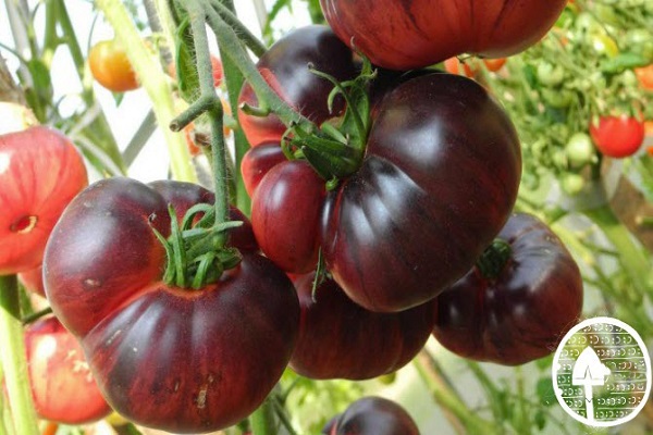 forme ronde et plate