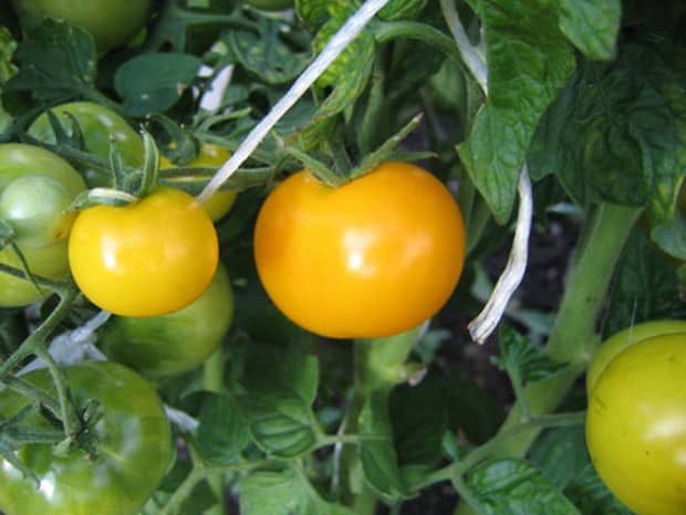 Tomaten-Antoshka