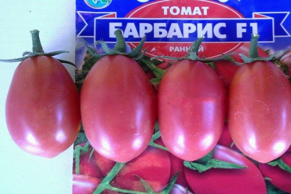 épine-vinette aux tomates