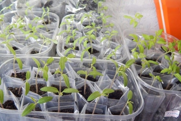 seedling packages
