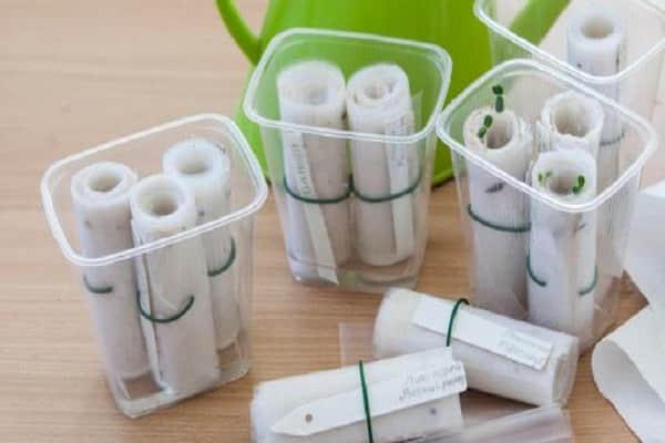 Planting and tips for growing tomatoes according to the Galina Kizima method