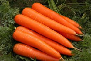 Examen des variétés de carottes à maturation précoce: Kuroda, Shantane, Cordoba et autres