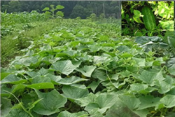 Wachstum ohne Unterstützung