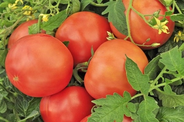 Shchelkovsky au début