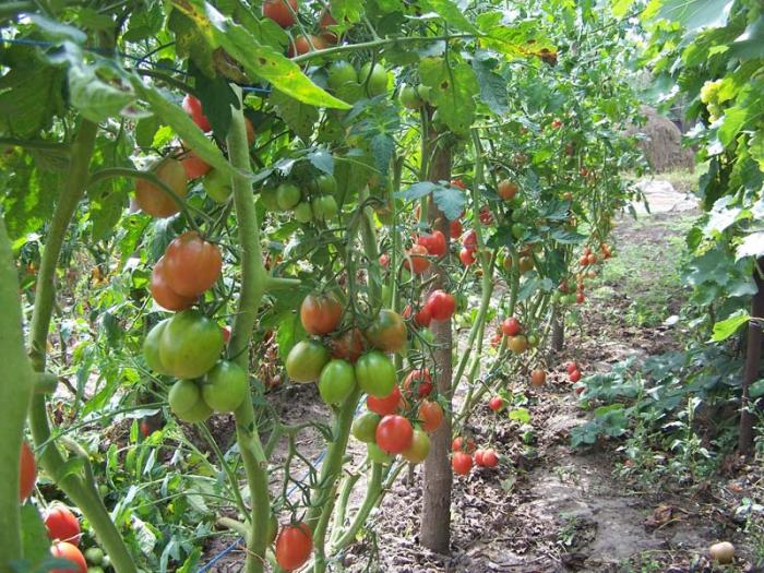tomate de barao dans le jardin