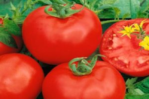Description de la variété de tomate Altai Red et ses caractéristiques
