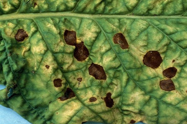 cladosporium fongique