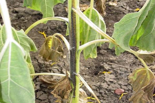 Gurke schwarzes Bein