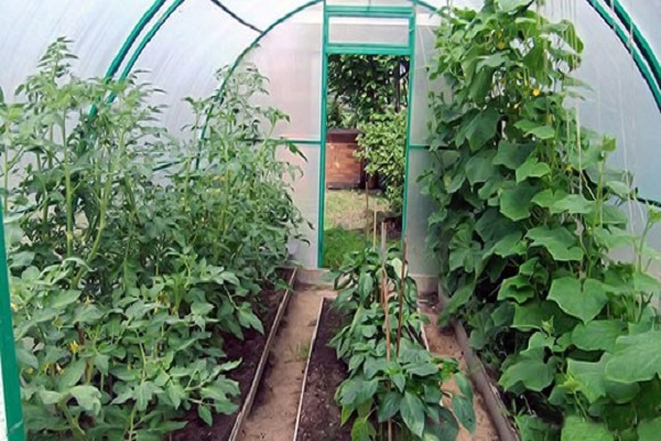 atterrissage sous serre