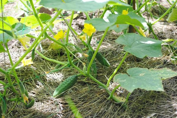 nach der Verarbeitung