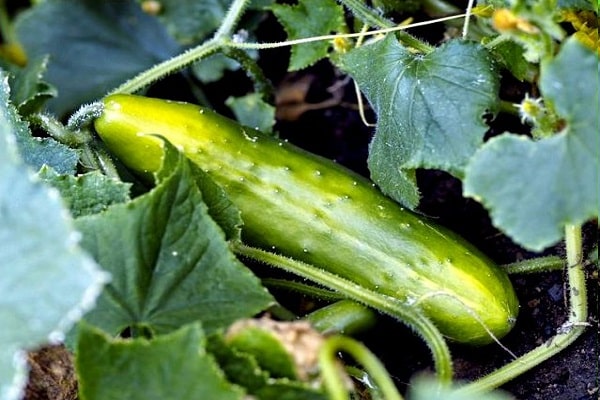 durch Krankheit eingefroren