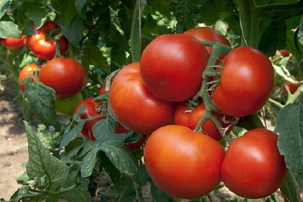 abgerundet abgeflacht