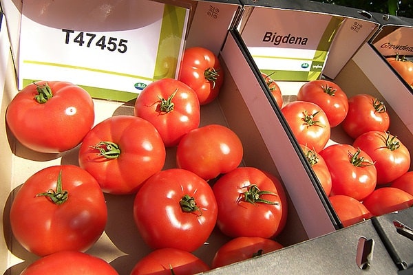 Sorten für den Versuch