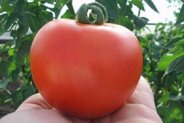 gewählter Präsident