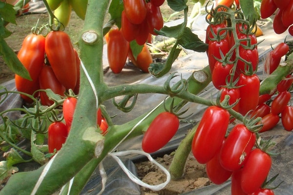 Pozzano Niederländisch