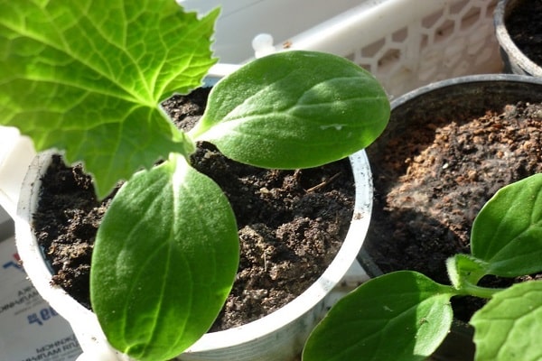 wird aus dem Boden kommen