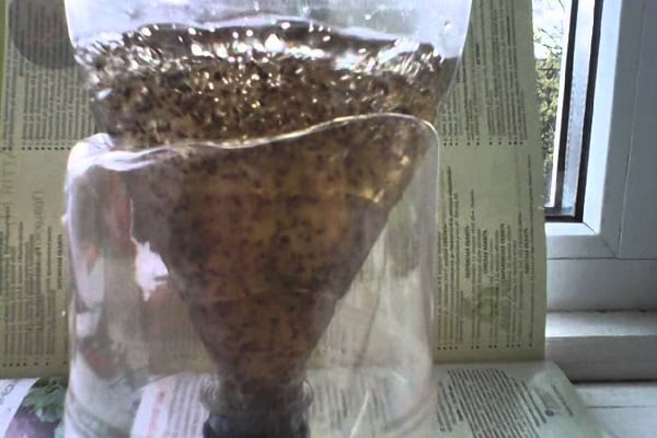 granuler les carottes