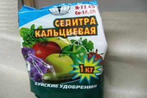 Die Verwendung von Kalzium und Ammoniumnitrat für Gurken als Top-Dressing