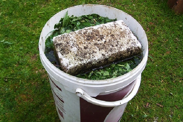 Brennnesseln unter Druck